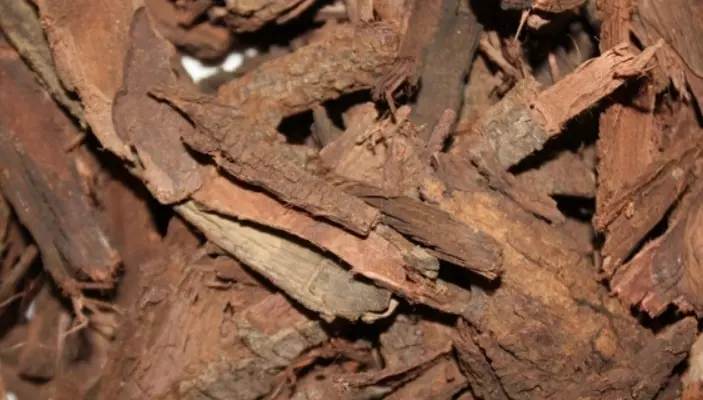 Buy mimosa hostilis root bark powder online