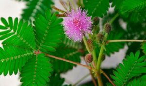 Growing Mimosa Hostilis: everything you need to know
