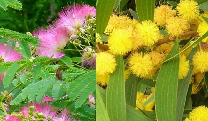 mimosa hostilis vs acacia confusa