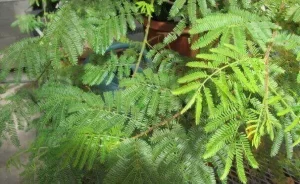 Mimosa Hostilis Tree