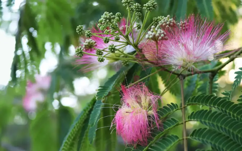 Mimosa Pudica
