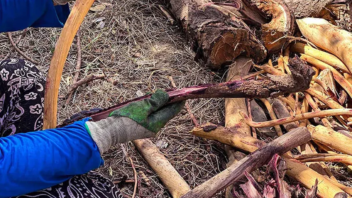 Workers handling harvested Mimosa hostilis roots in Brazil