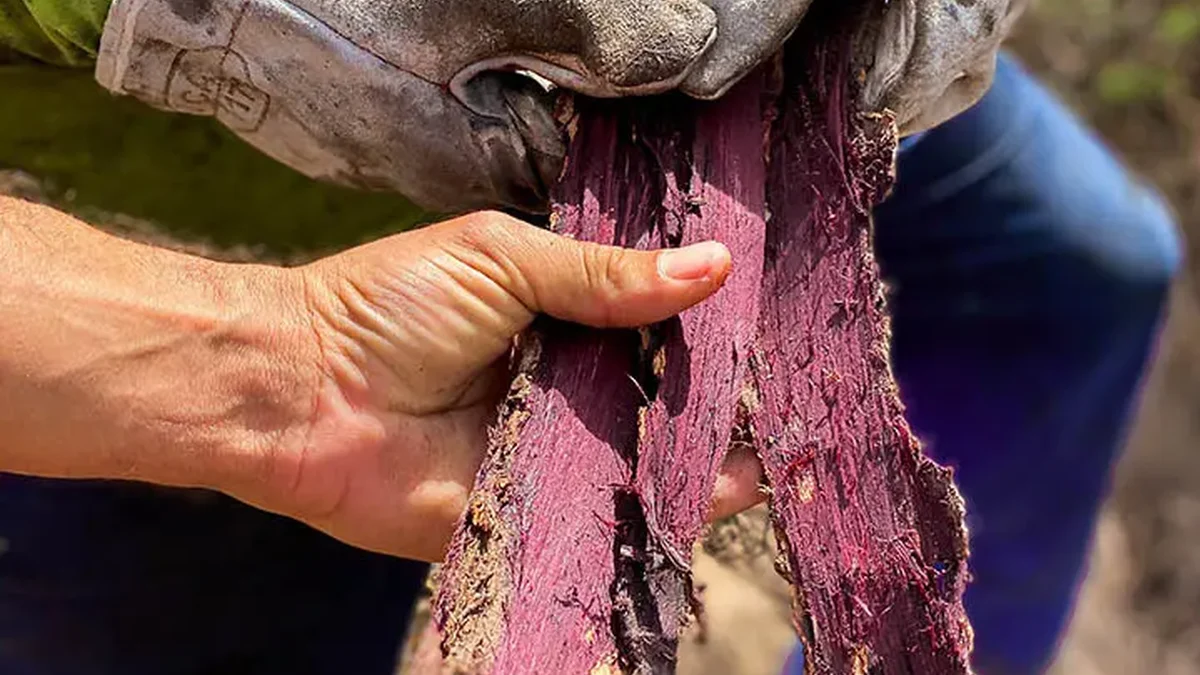 Hands holding a freshly harvested piece of Mimosa hostilis root bark with deep purple inner bark